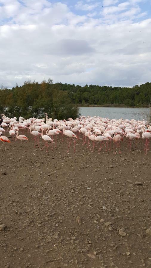 Appartement Le Flamant Rose Port-la-Nouvelle Ngoại thất bức ảnh